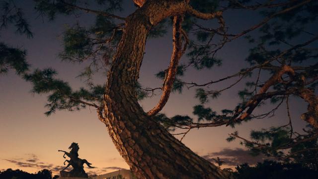 [제1회 사진공모전] 최우수 - 하늘 소나무 그리고 백마상