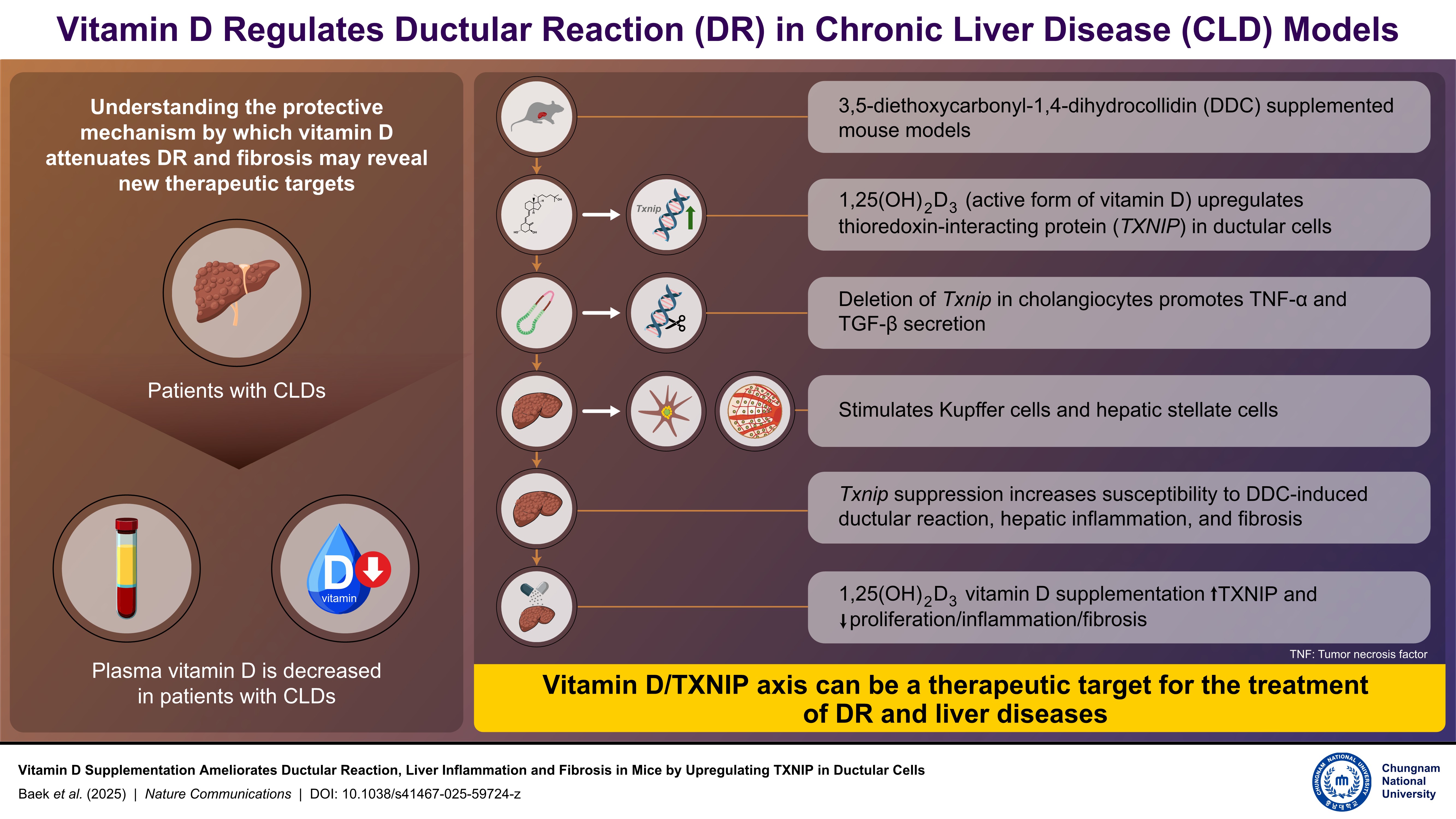 Reveal How Vitamin D is shown to reduce liver damage by boosting TXNIP activity in cholangiocytes 사진